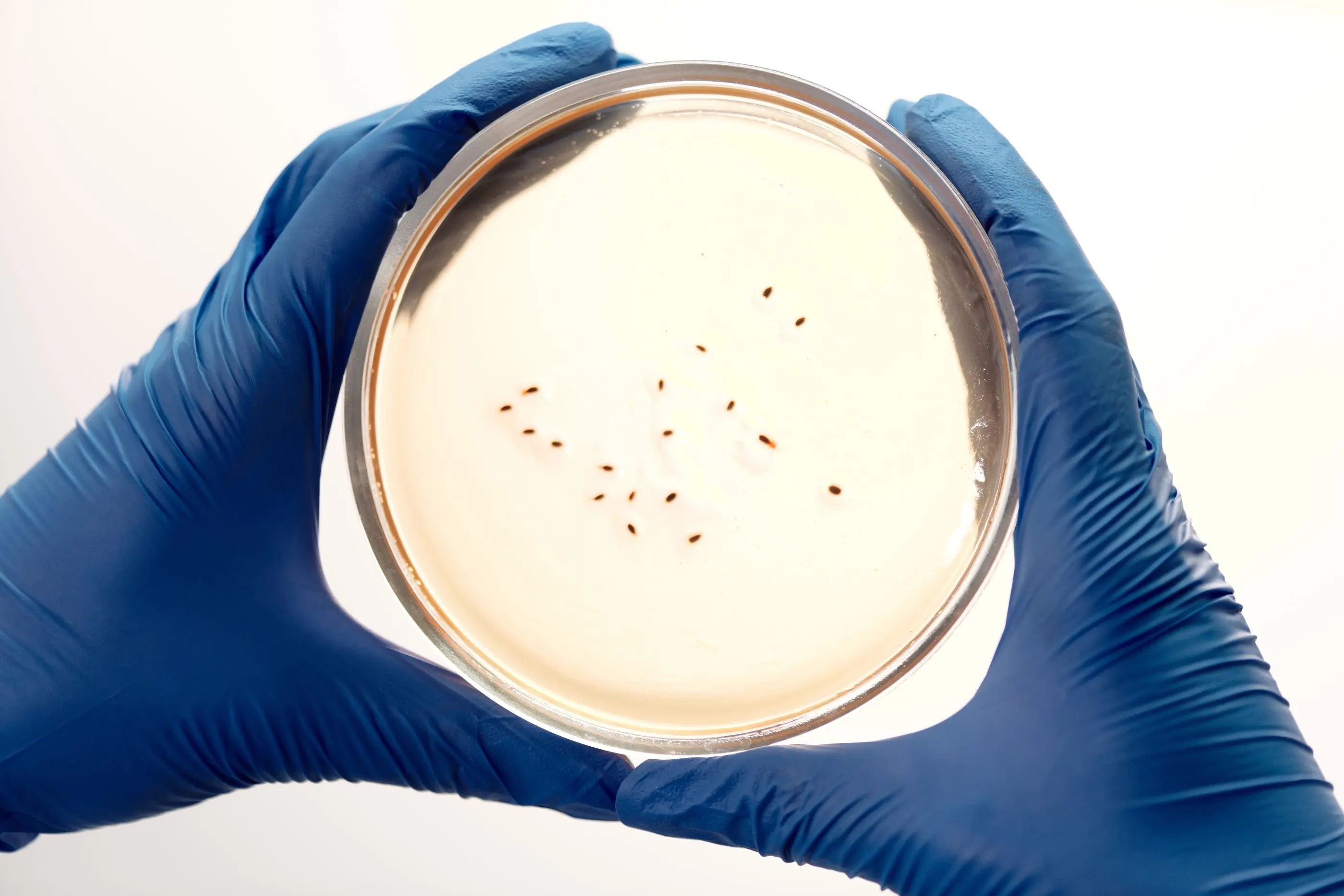 A scientist holding a culture plate up to the light