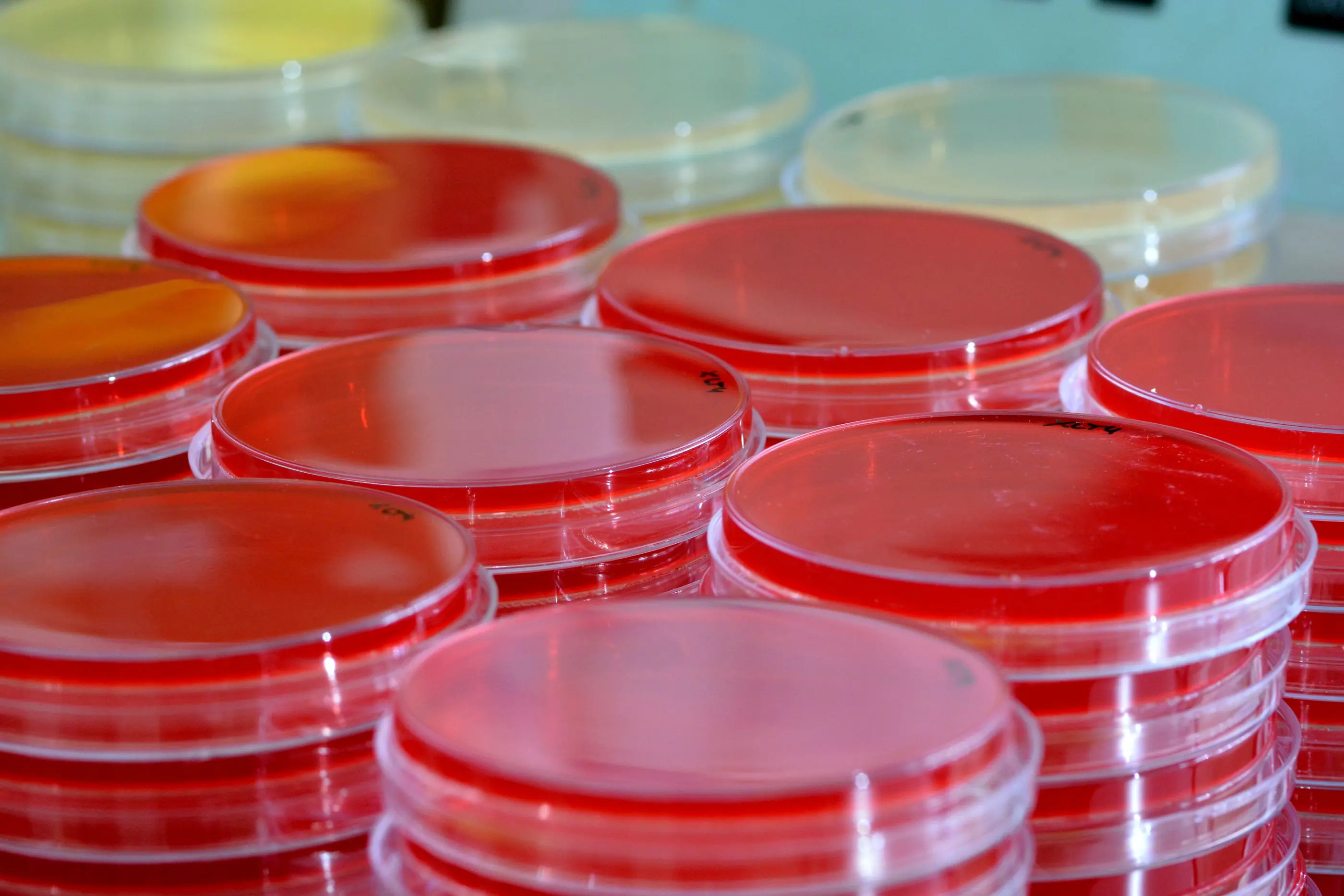 Stacked culture plates on a laboratory bench