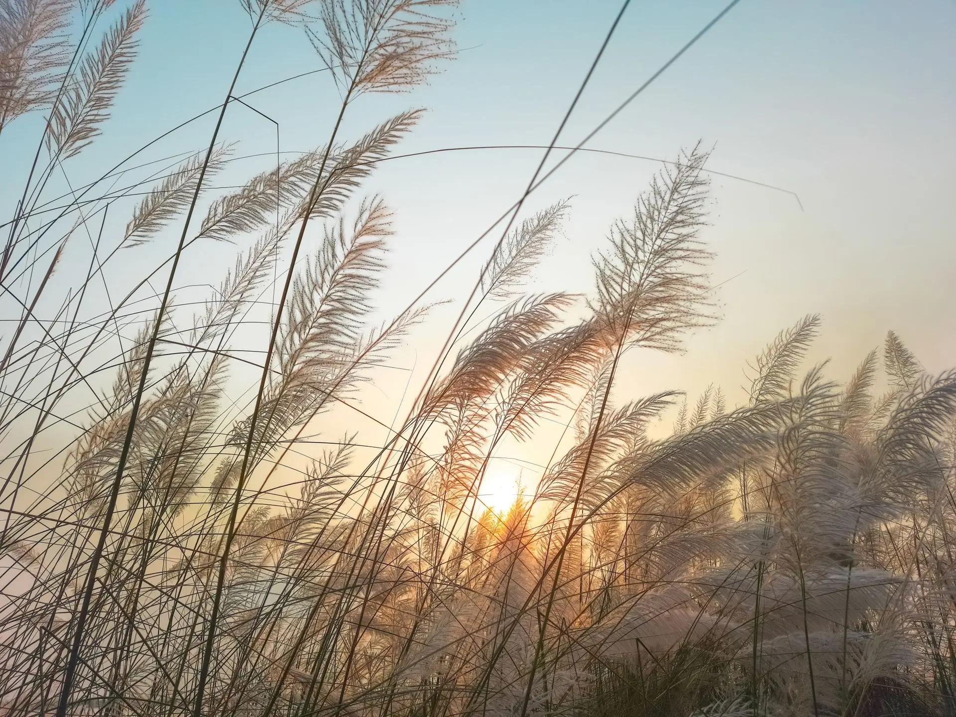 Pampas grass catching the last of the light against a golden sky