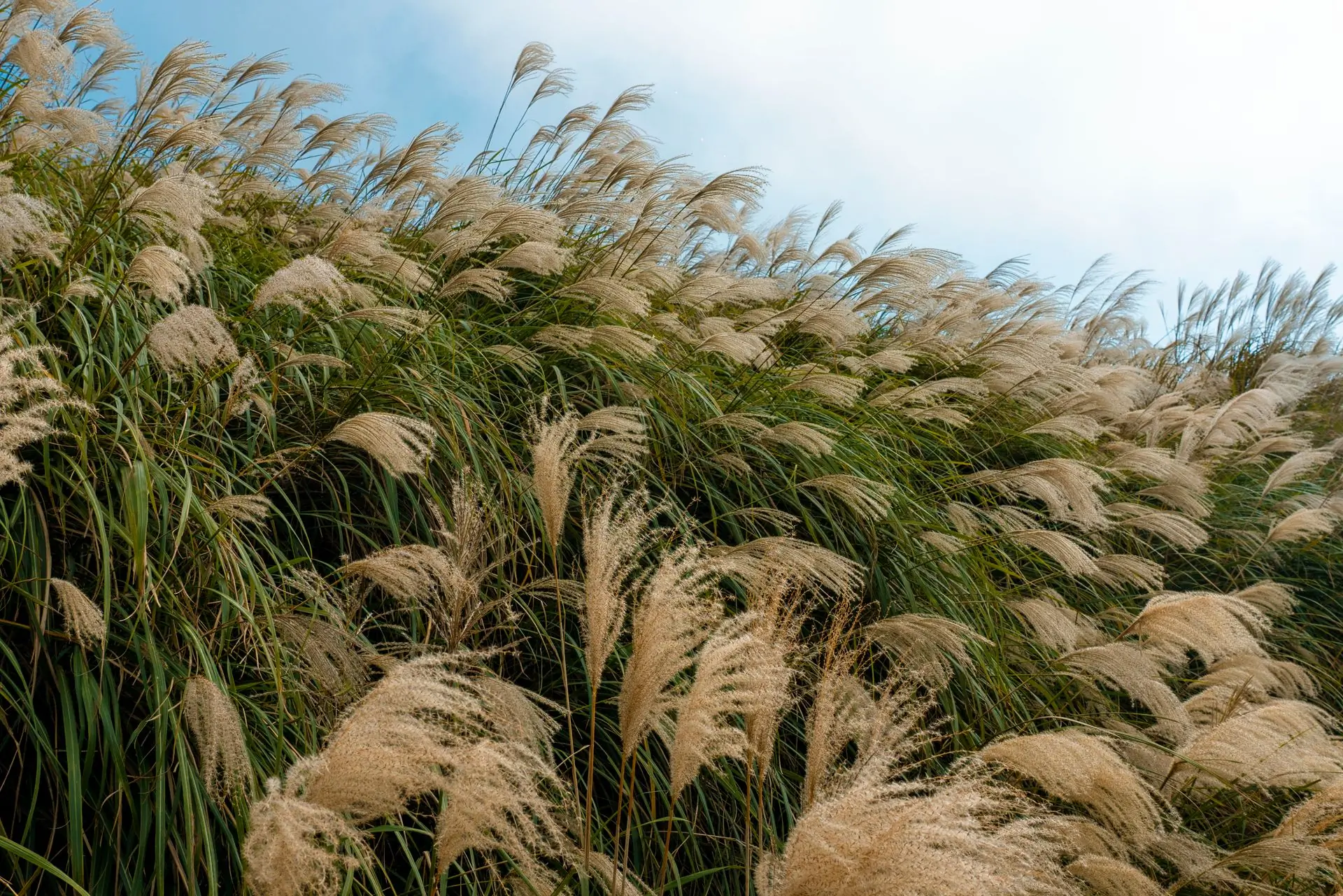 Tall grasses moving in the wind against an open sky