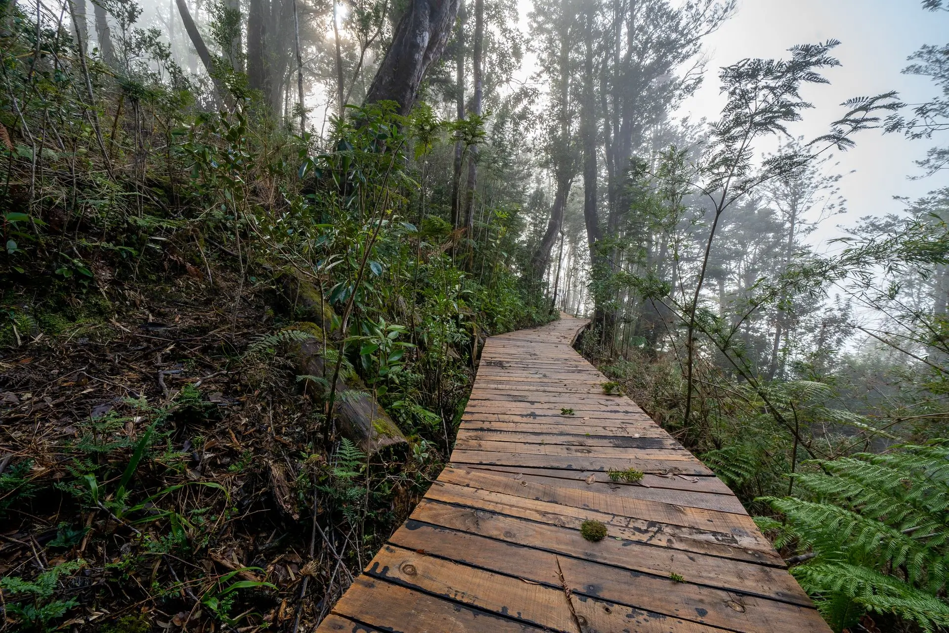 A timber boardwalk winding away through dense green forest