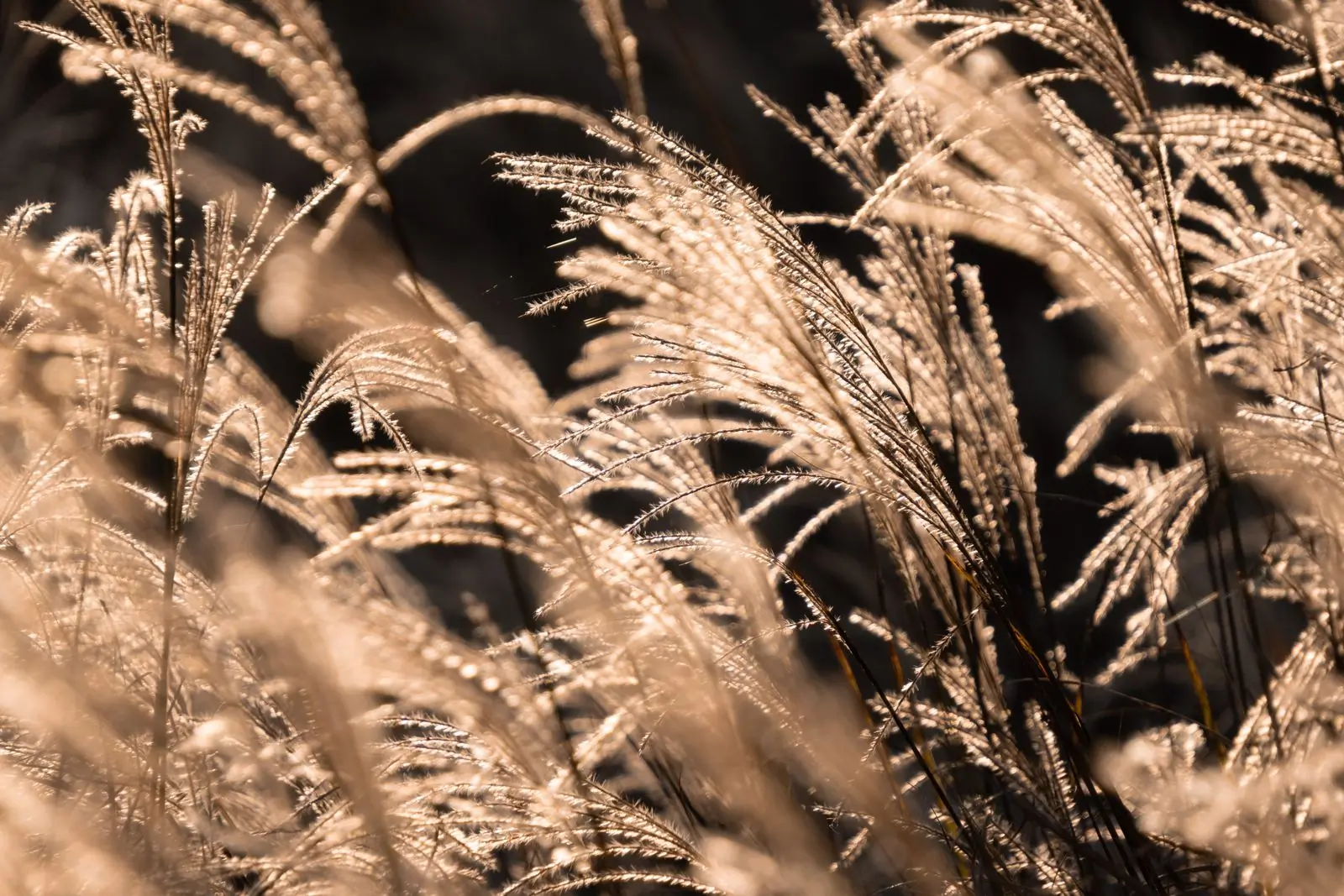Tall ornamental grasses backlit by low afternoon sun on the Akuapem ridge