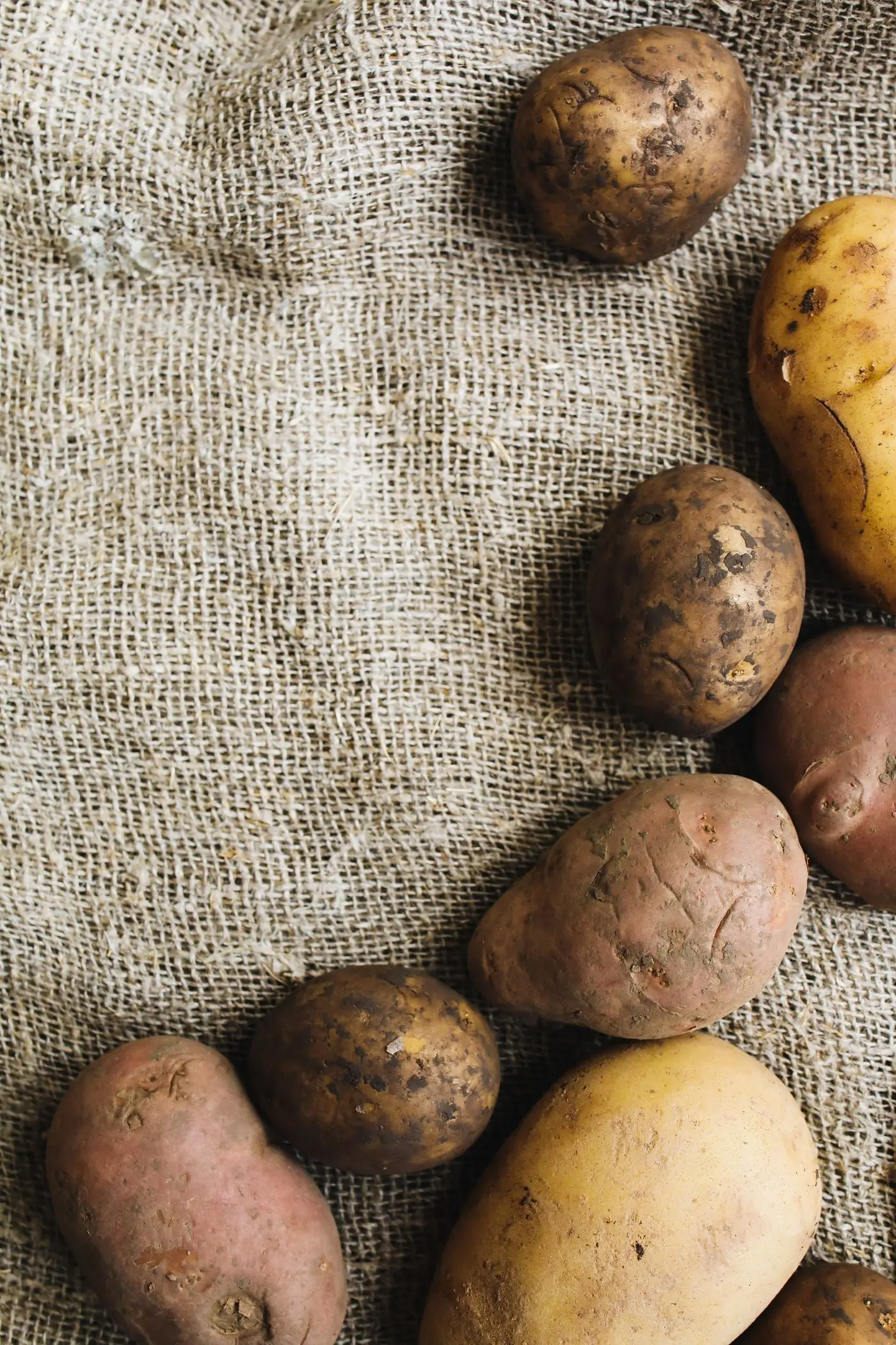 Mixed heritage potatoes laid out on burlap sacking