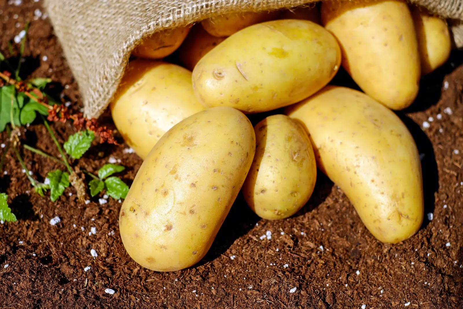 Golden potatoes spilling from a burlap sack onto sunlit soil