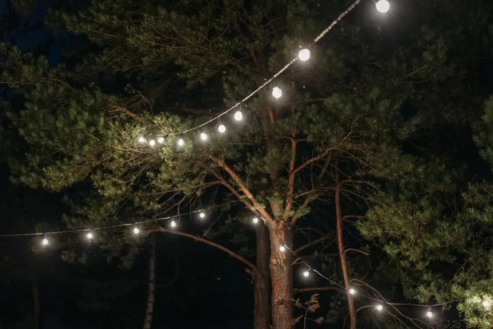Strings of warm lights hanging between trees at night