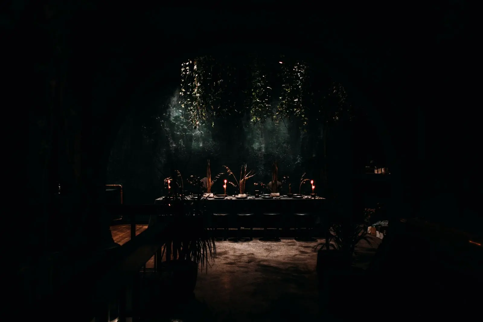 The dark front room of Feast before service, plants overhead