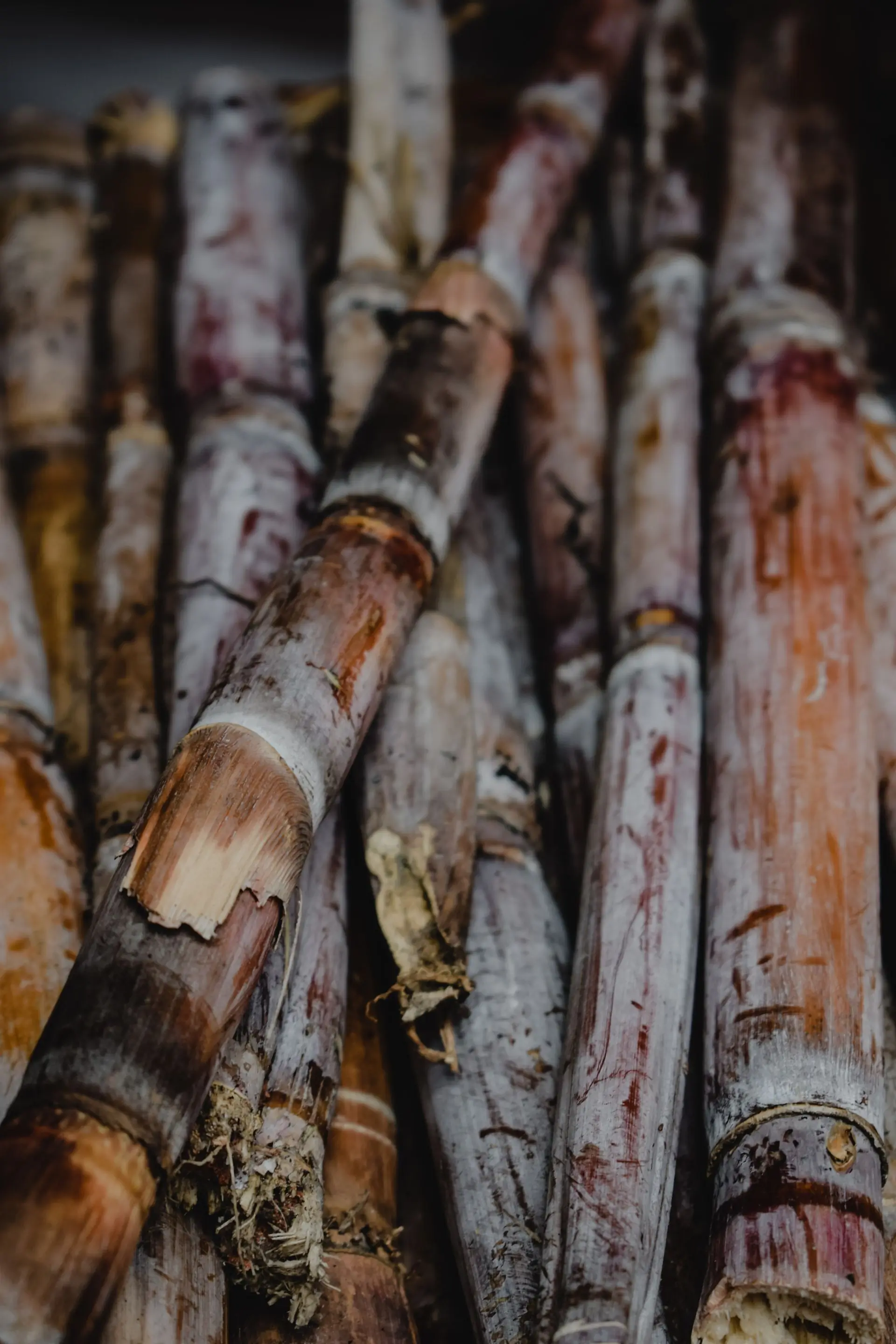 Cut sugar cane stalks filling the frame in deep maroon tones