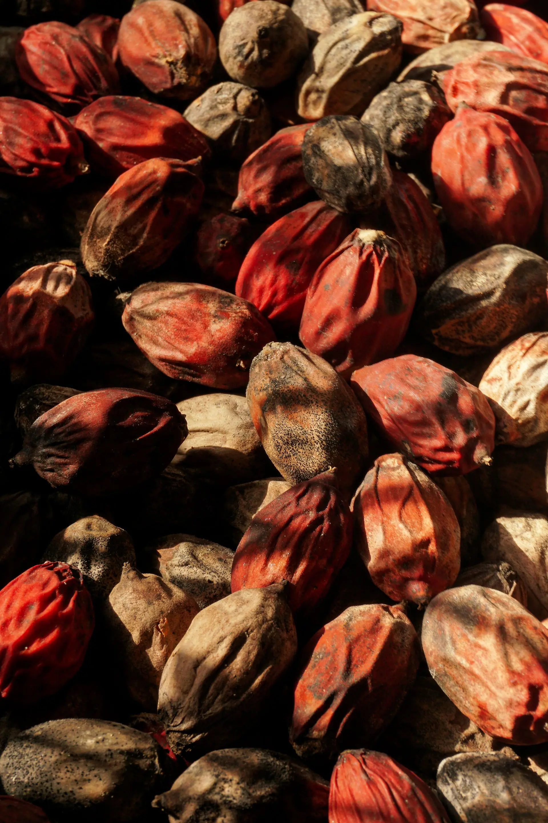 Deep red dried kola nuts heaped in hard side light