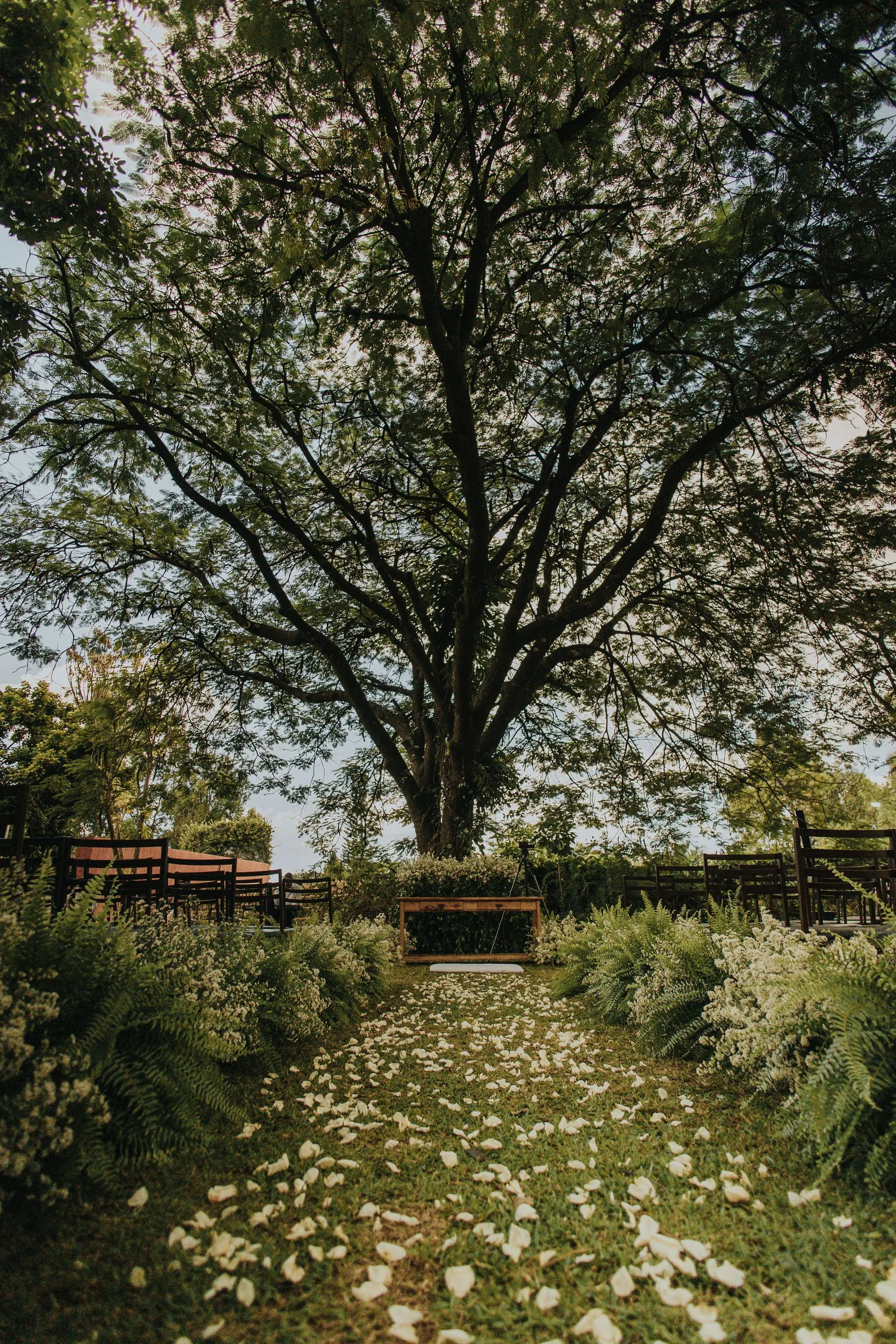 A great tree standing over an empty lawn set for a ceremony