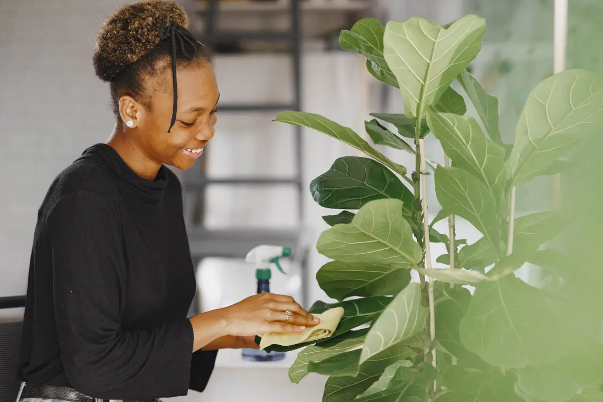 A cleaner wiping dust from the leaves of a large indoor plant
