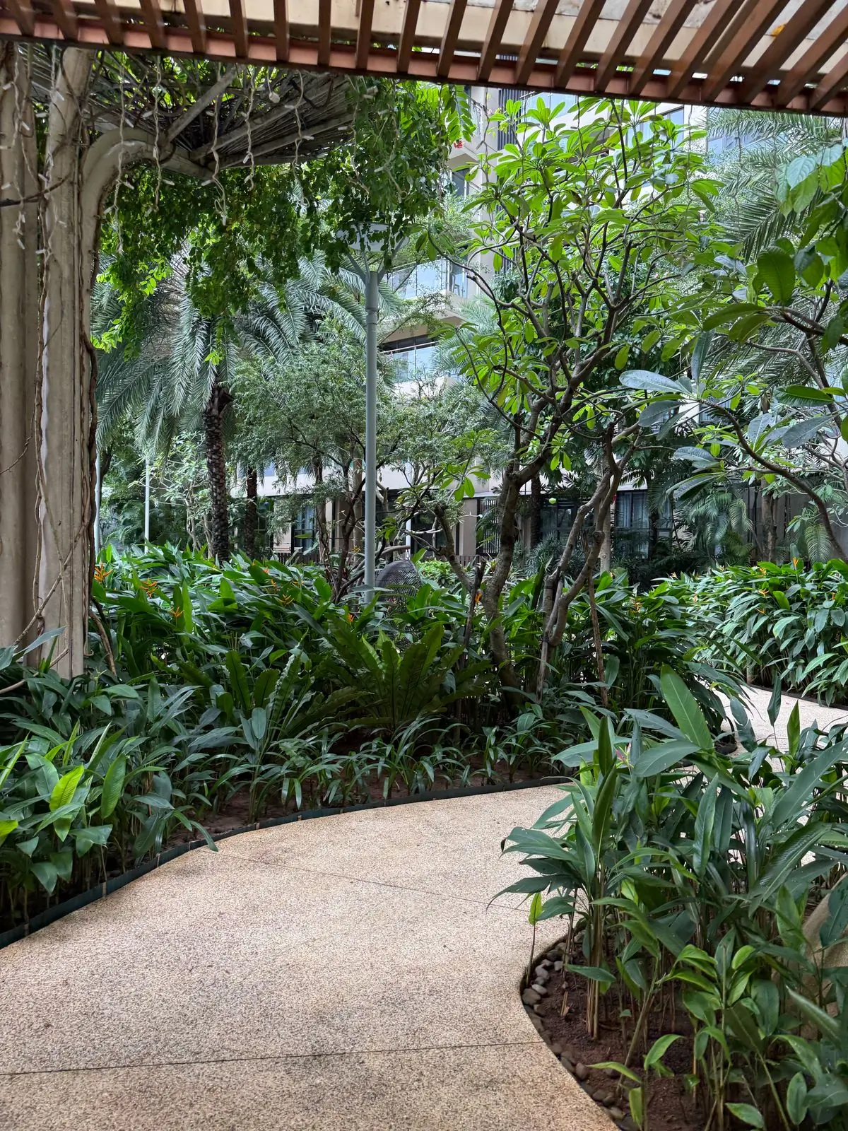 A curving path through dense tropical planting in a modern courtyard