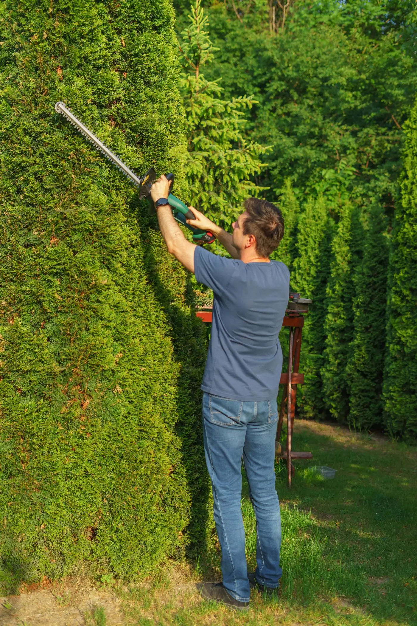 A gardener shaping a tall hedge with an electric trimmer