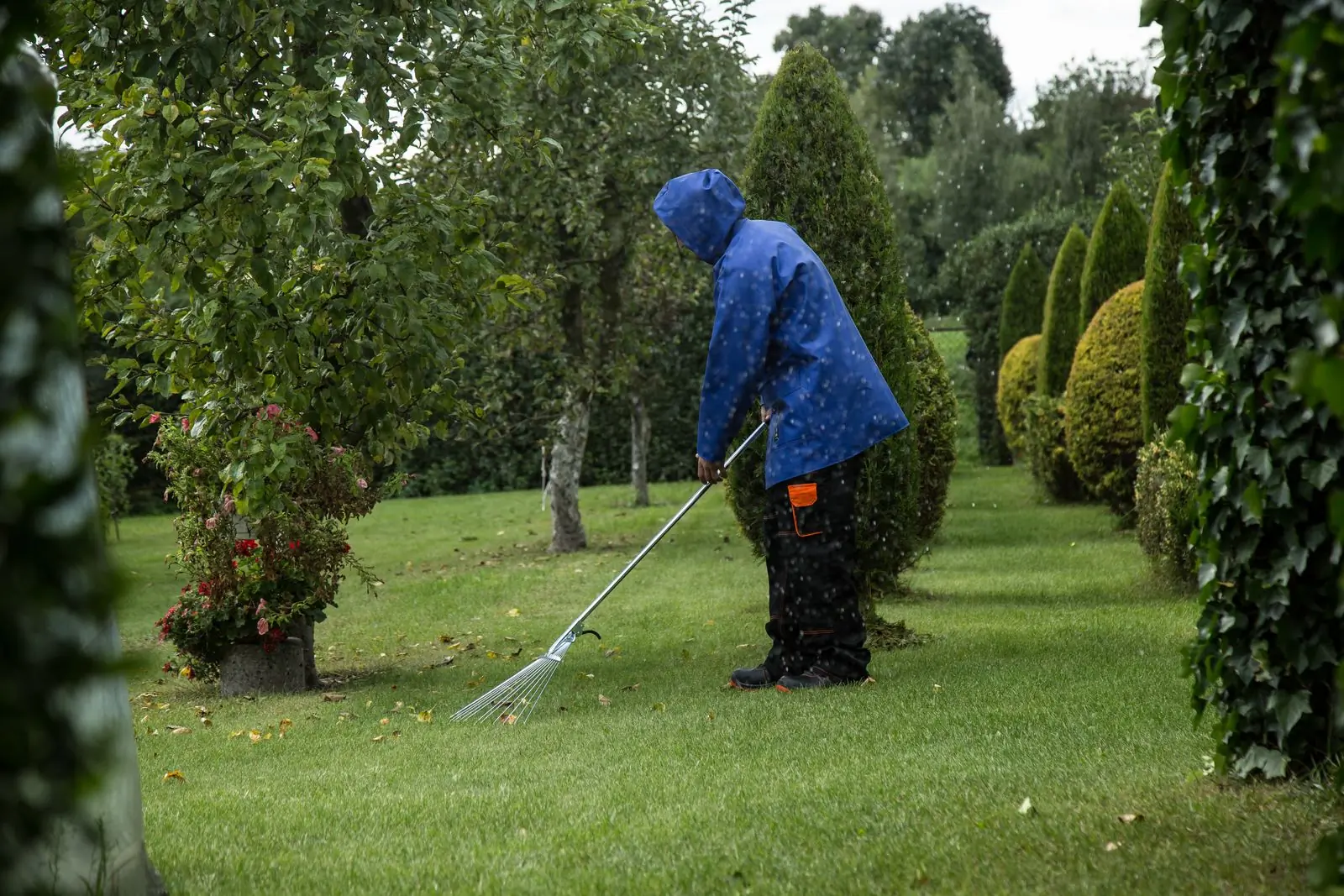 A gardener watering a lawn among clipped topiary on a client's grounds