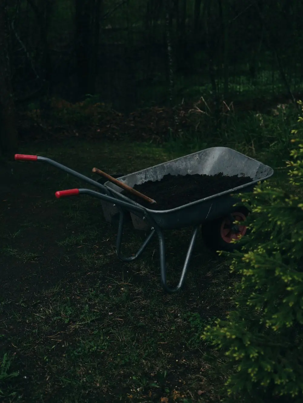 A wheelbarrow of compost standing in a shaded garden