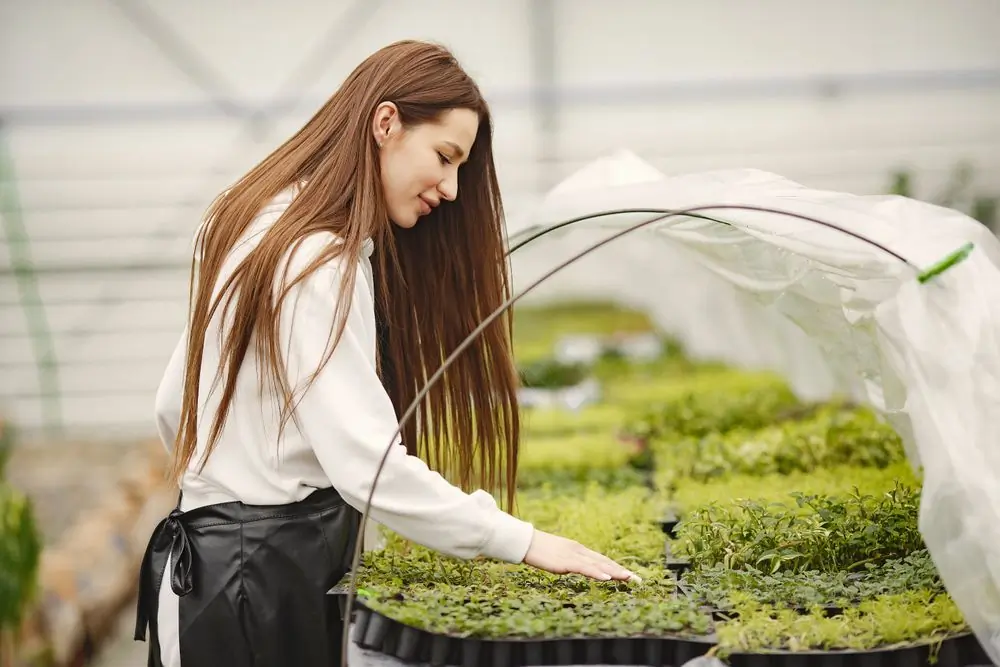 Trays of seedlings being tended under a nursery cloche
