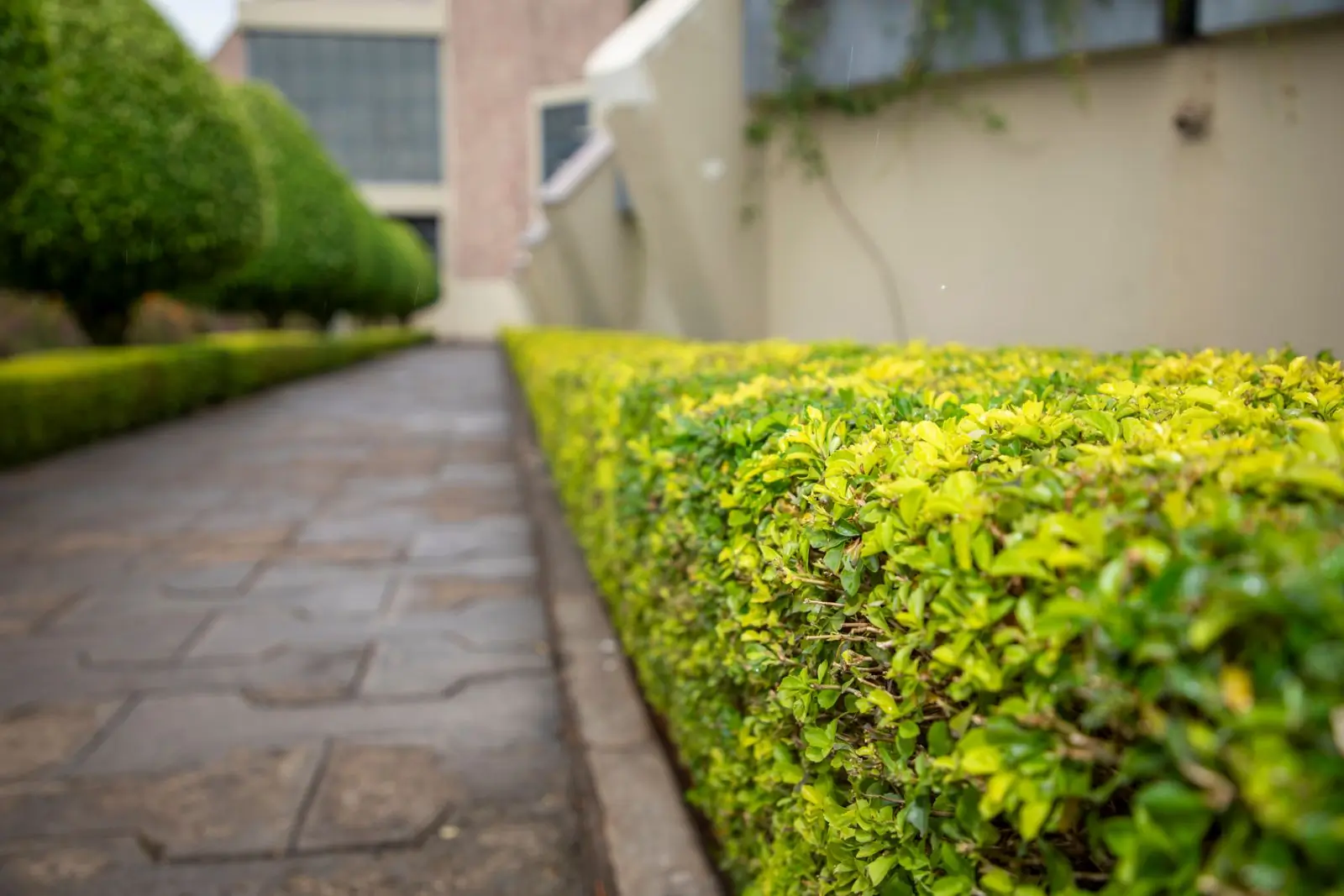 A hedge-lined path on grounds Grove has kept since 2016