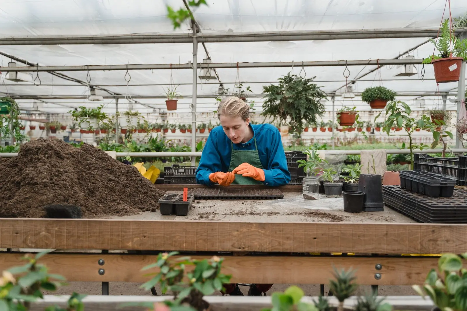 Seedlings being potted on at the Grove nursery bench