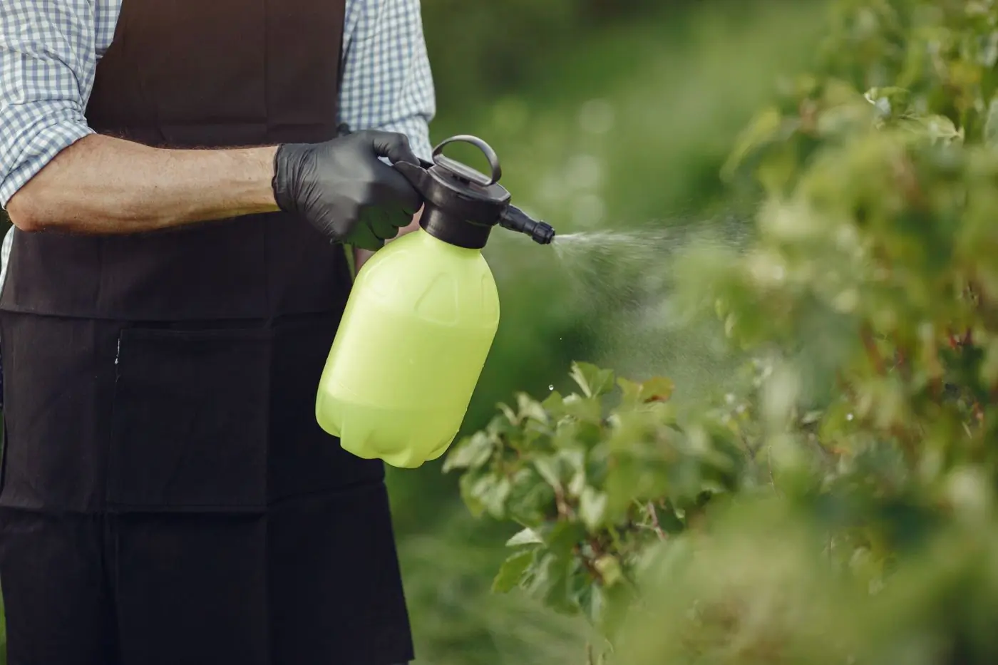 A gardener treating a shrub with a hand sprayer