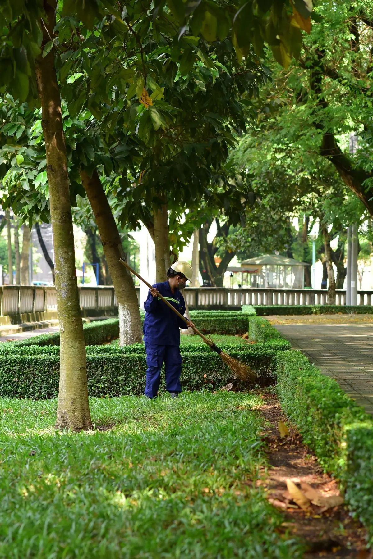 A gardener clearing leaves from a path between clipped hedges