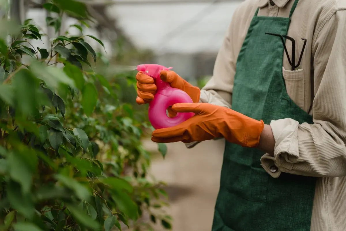 Gloved hands pruning a shrub with secateurs