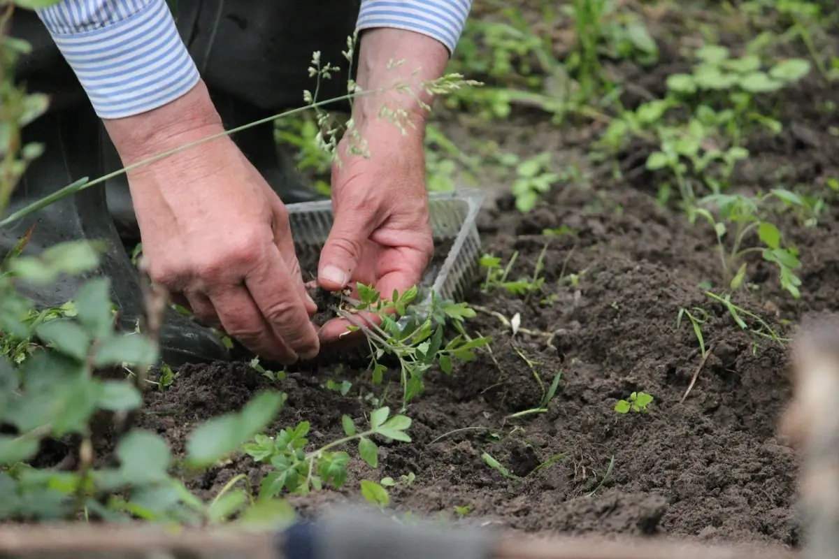 A gardener setting seedlings into a bed