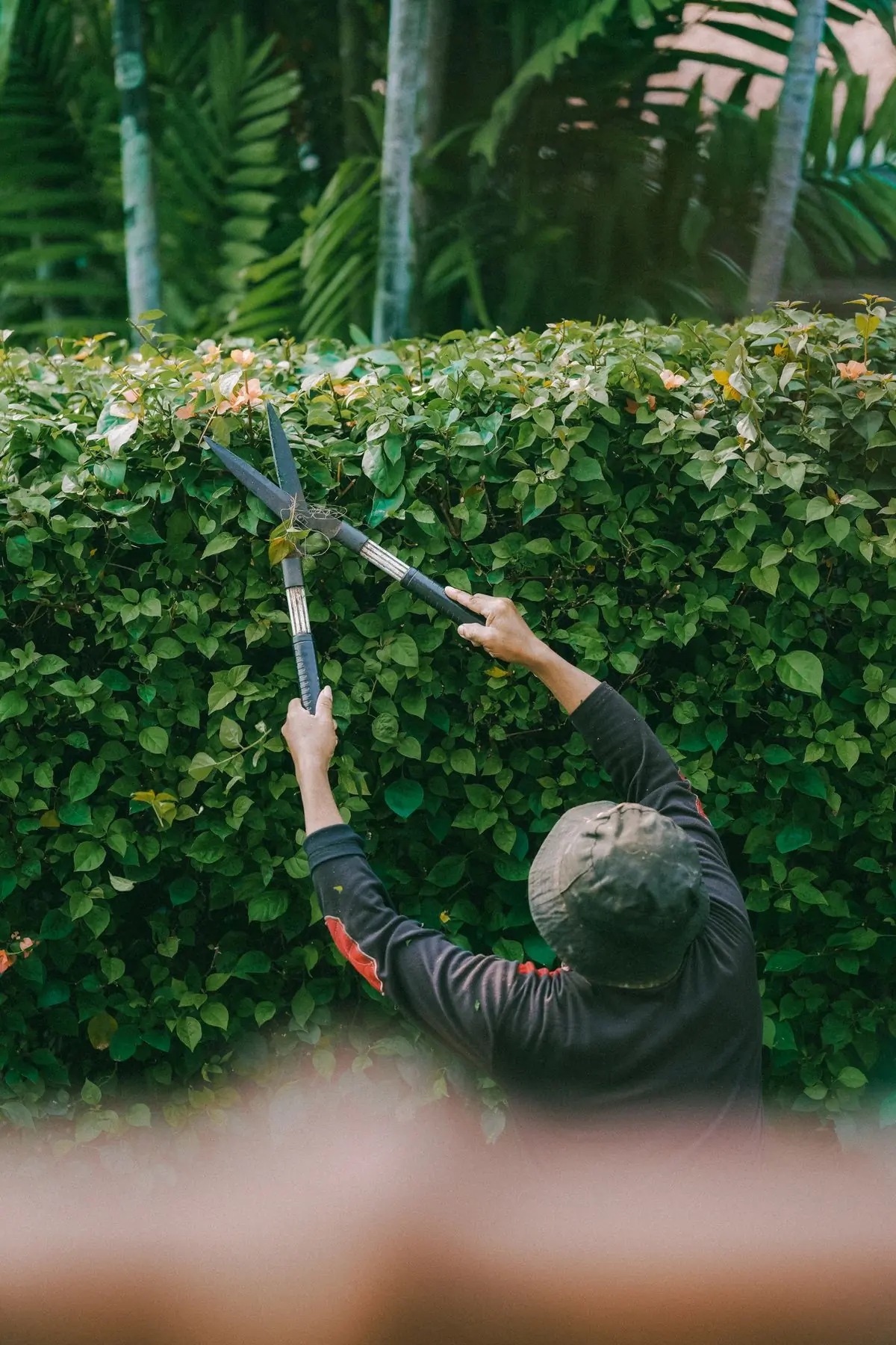 A Handy groundsman shaping a hedge with long-reach shears