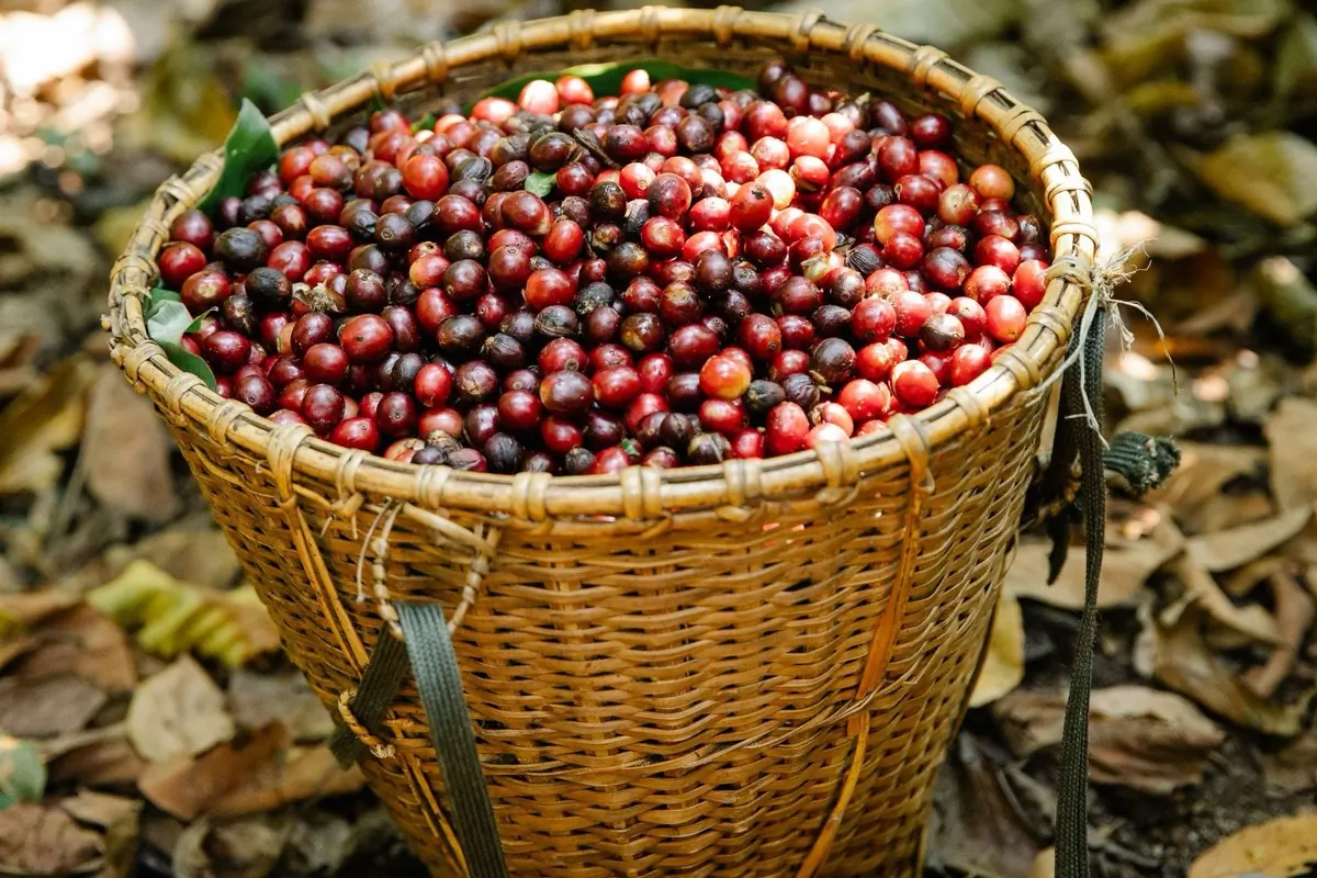 Coffee cherries on the branch at a farm