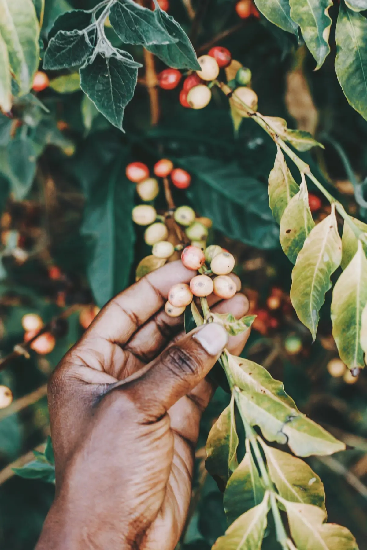 Coffee cherries ripening on the branch