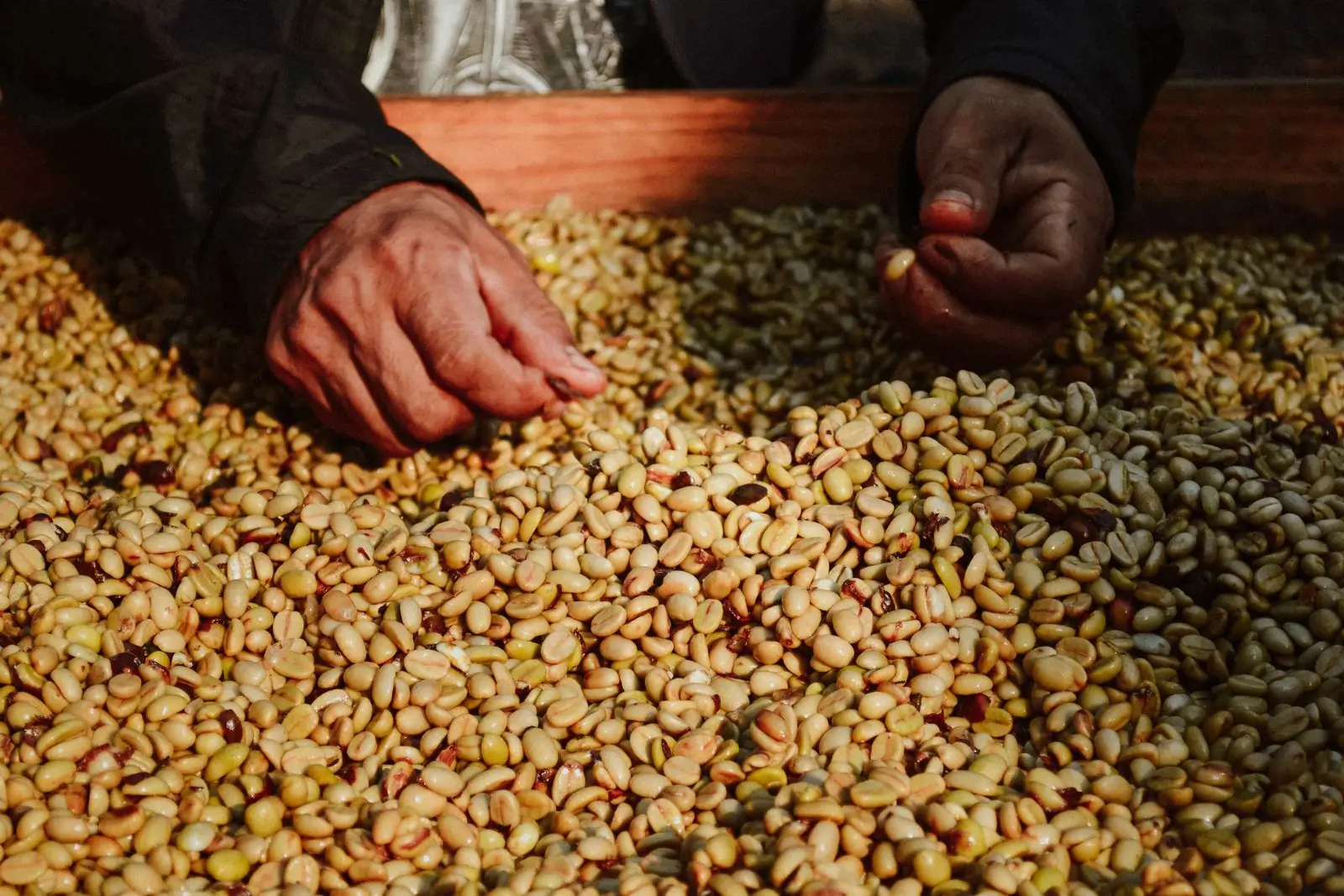 Hands moving through a bed of hulled beans, picking out the pale ones