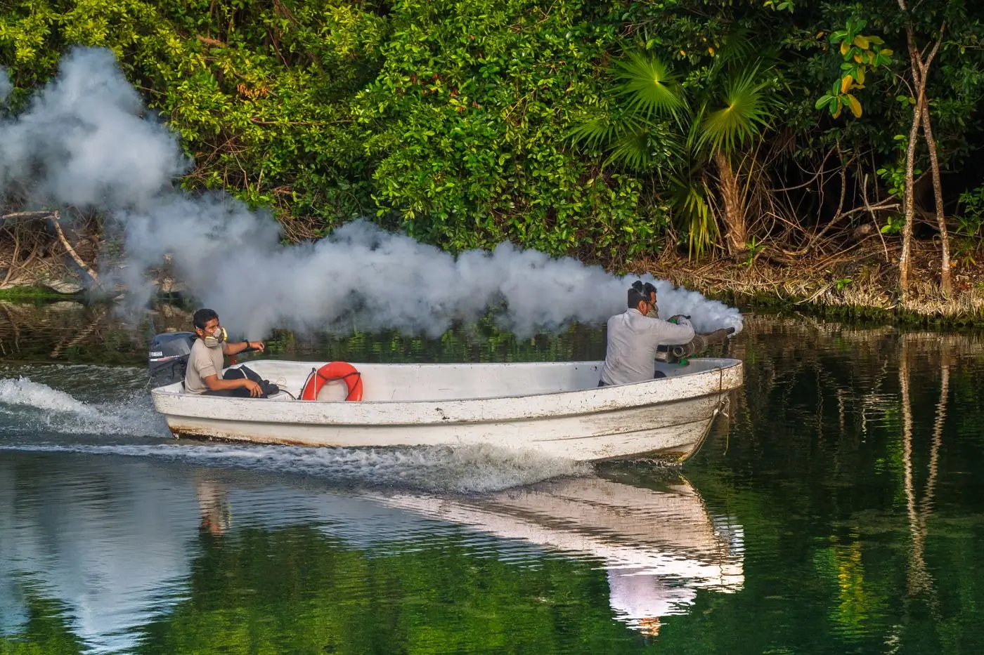 Pest control being carried out from a boat over mangroves