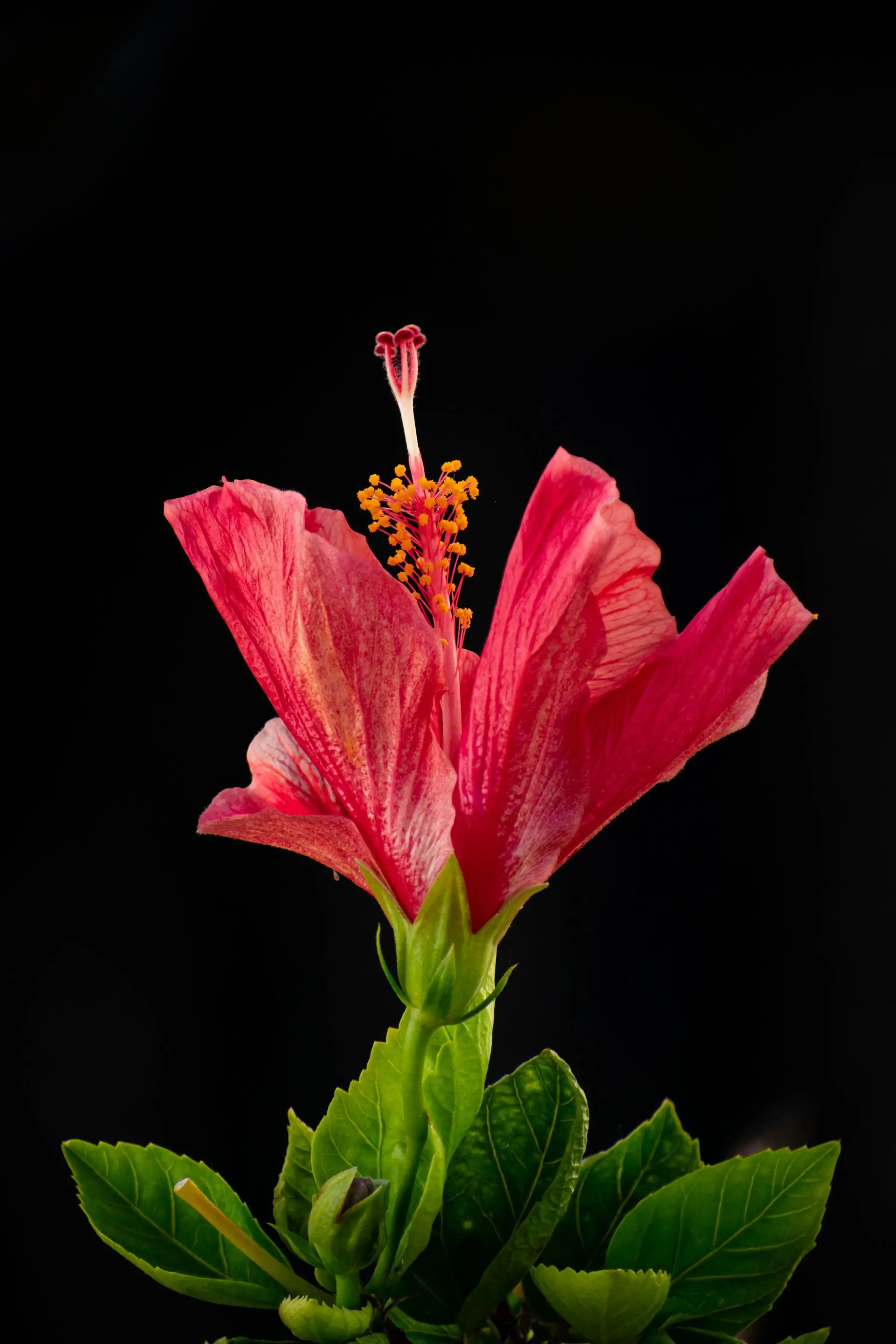 A deep red hibiscus flower held up against a red ground