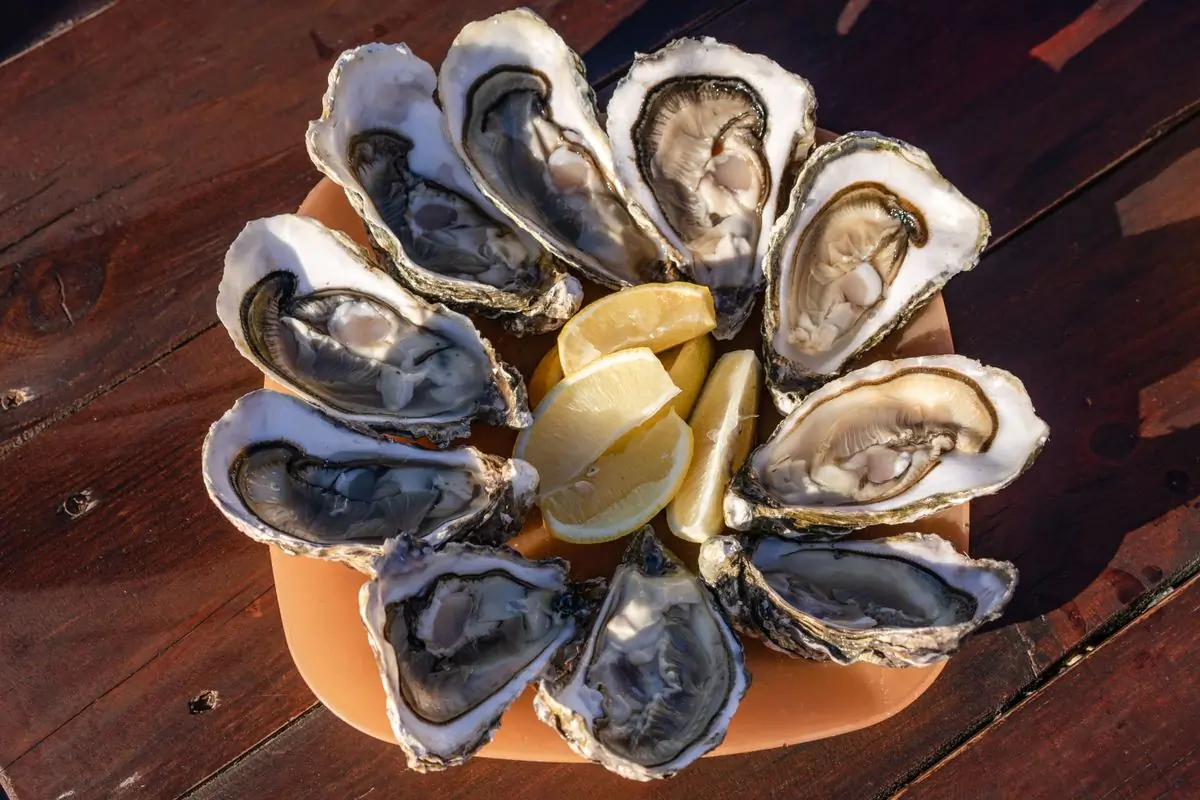 Oysters on the half shell fanned around a lemon