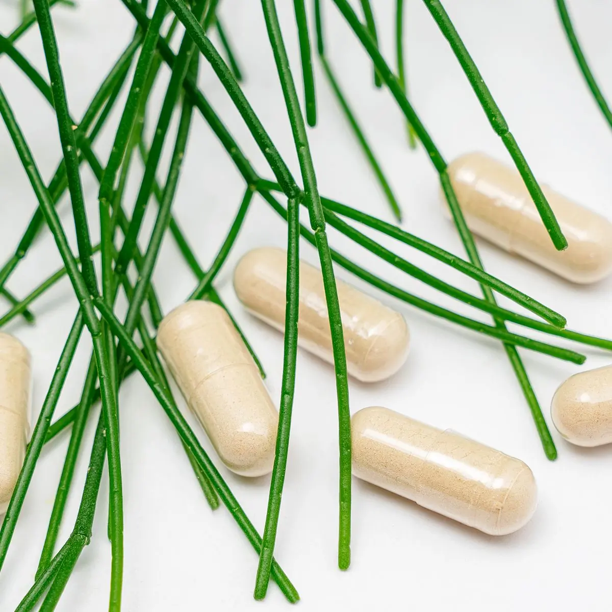 Capsules laid on white among slender fresh green stems in a botanical flat lay